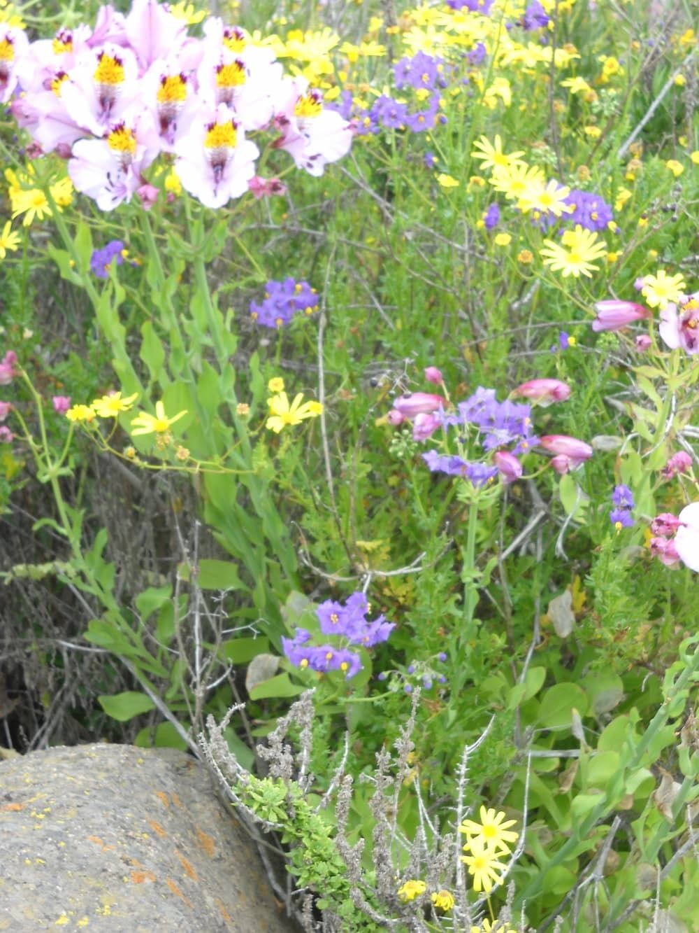 El jardín como ecosistema: integra la biodiversidad e implementa soluciones ecológicas en tus proyectos