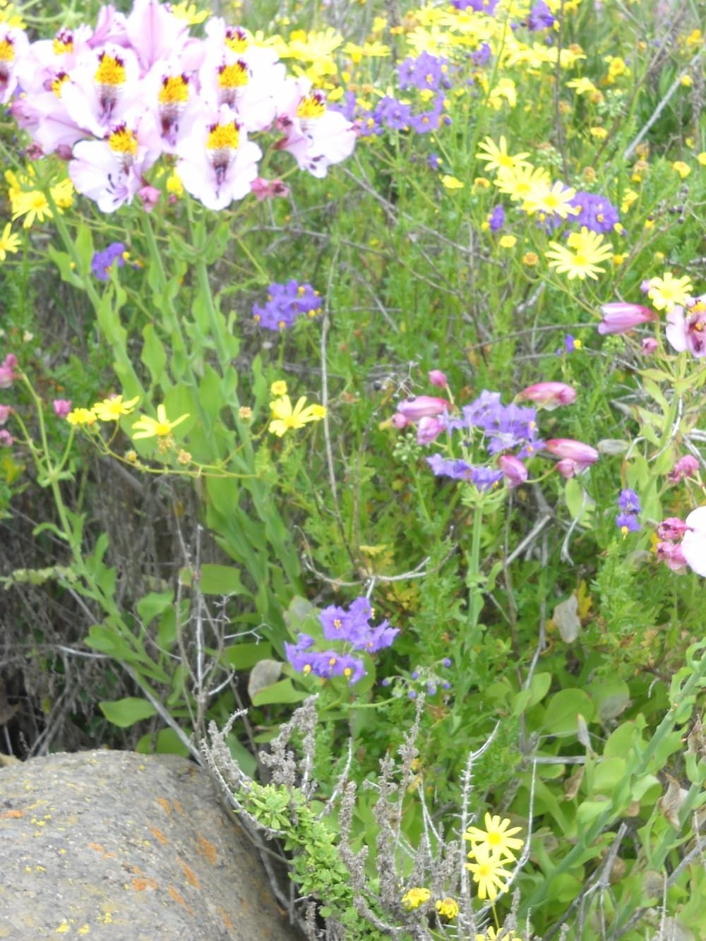 El jardín como ecosistema: integra la biodiversidad e implementa soluciones ecológicas en tus proyectos