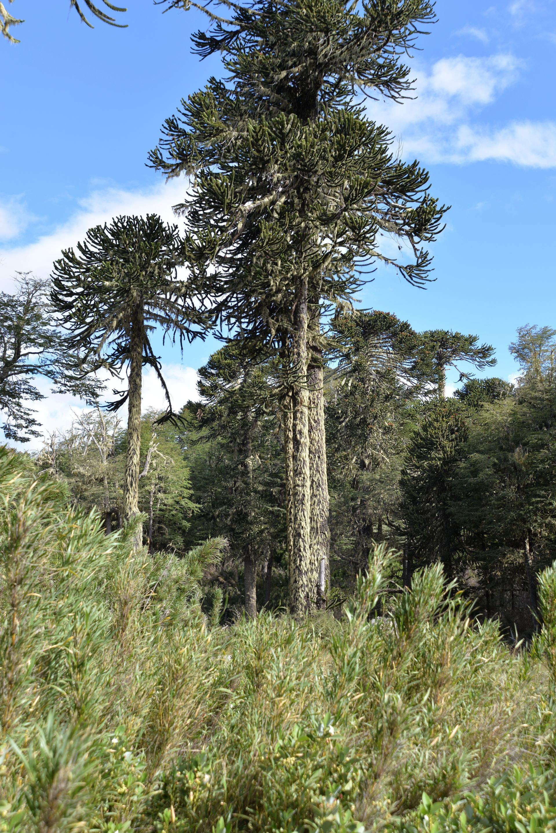 Araucaria. A tree native to Chile that can grow to over one thousand years old.