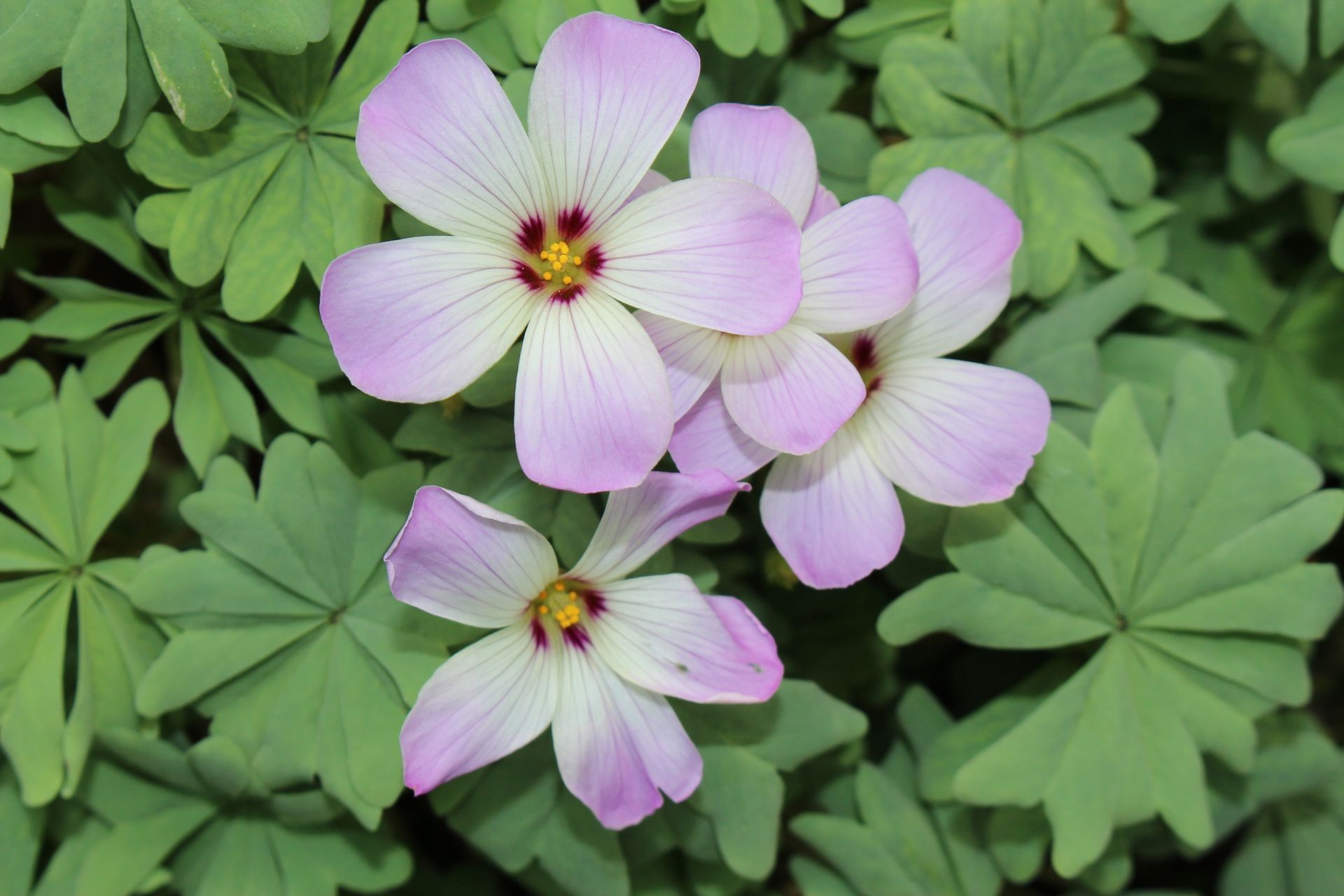  "Silver Shamrock" flowers (or Chilean Oxalis, Pink Carpet Oxalis, Pink Buttercups, Pink Sauerklee) in St. Gallen, Switzerland. Oxalis Adenophylla is native to Chile and West Argentina.