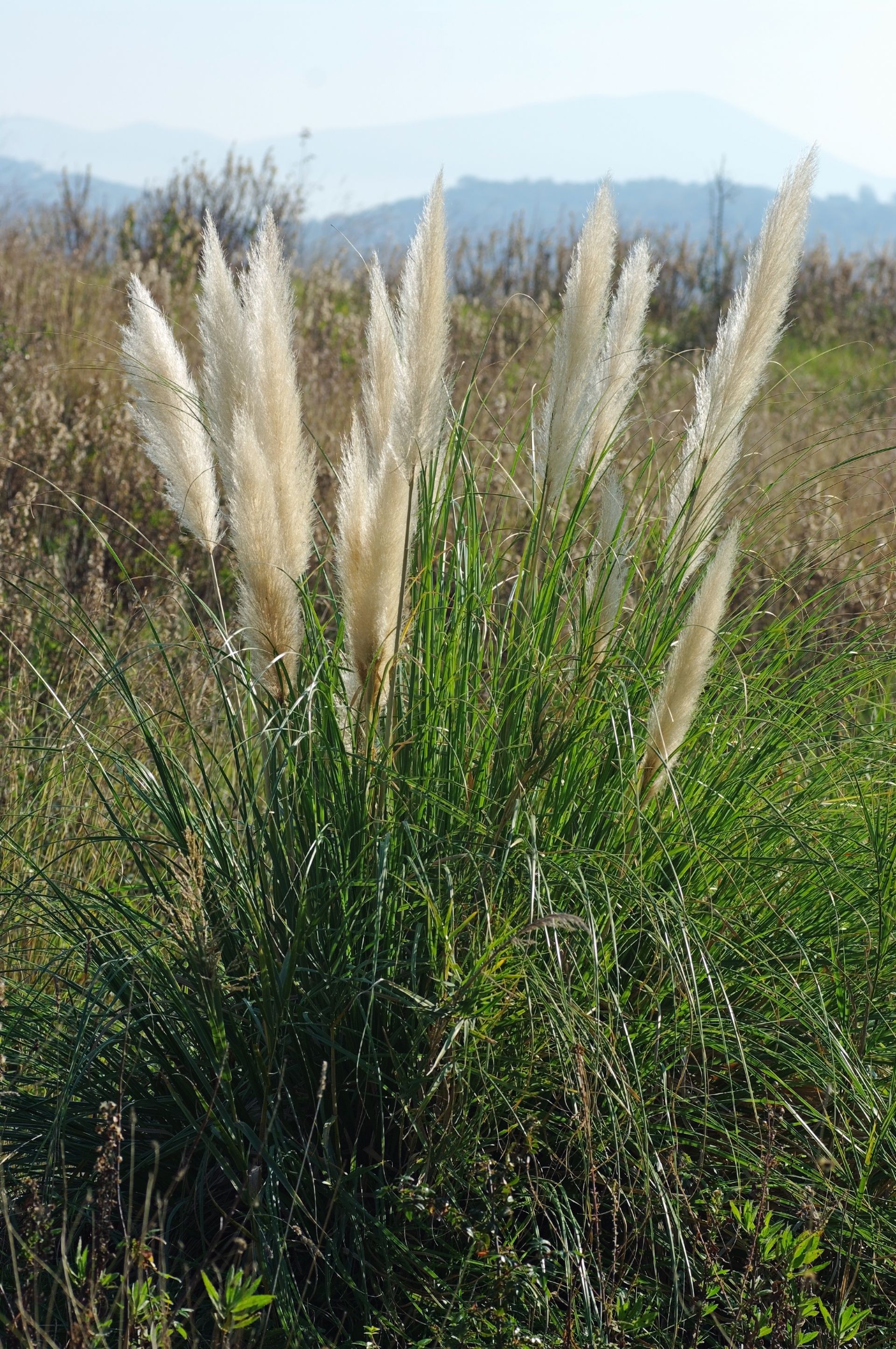 This is Cortaderia selloana, the pampas grass, from the family Poaceae, it is native to Brazil, Argentina and Chile, bloom time from August to February, popular ornamenta plant in gardens
