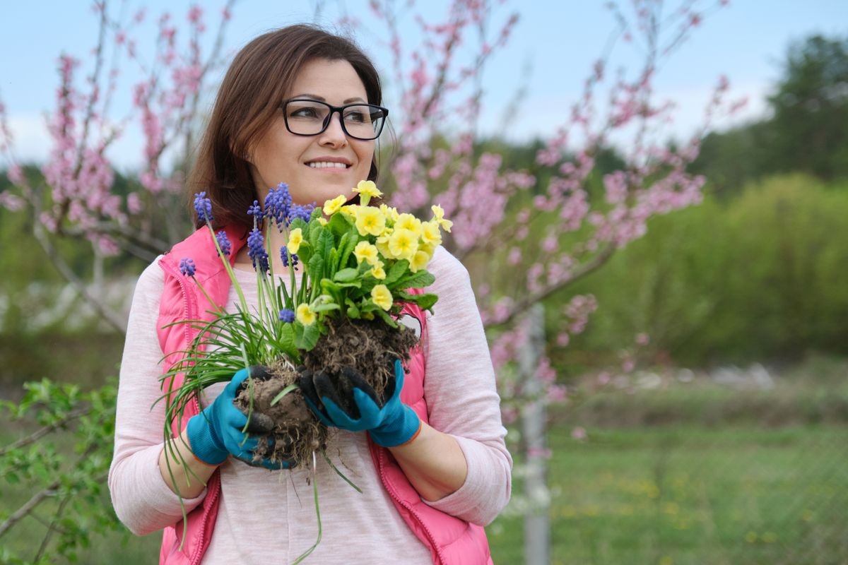 Outdoor portrait of smiling middle-aged woman in garden gloves with flowers for planting, spring flowering garden background, copy space.